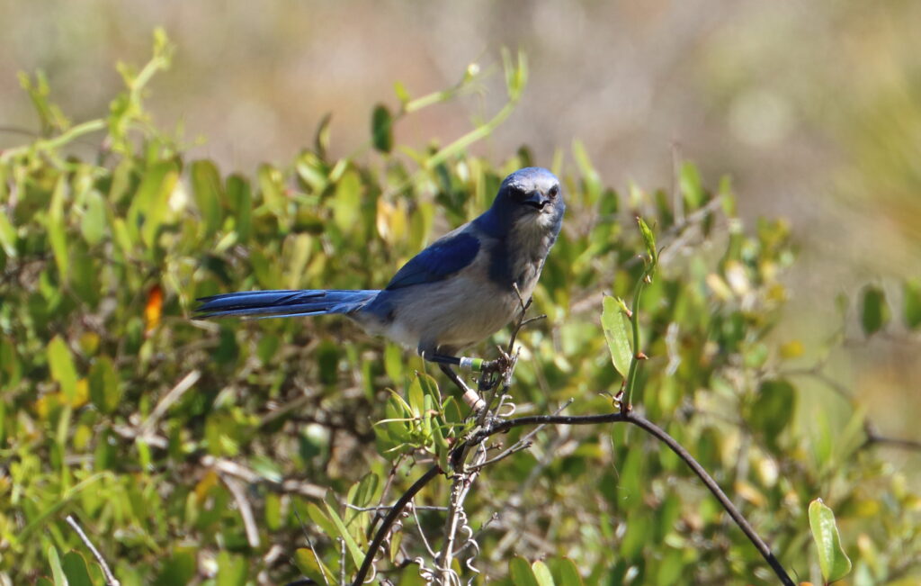 The Case Of The Barfing Blue Jay