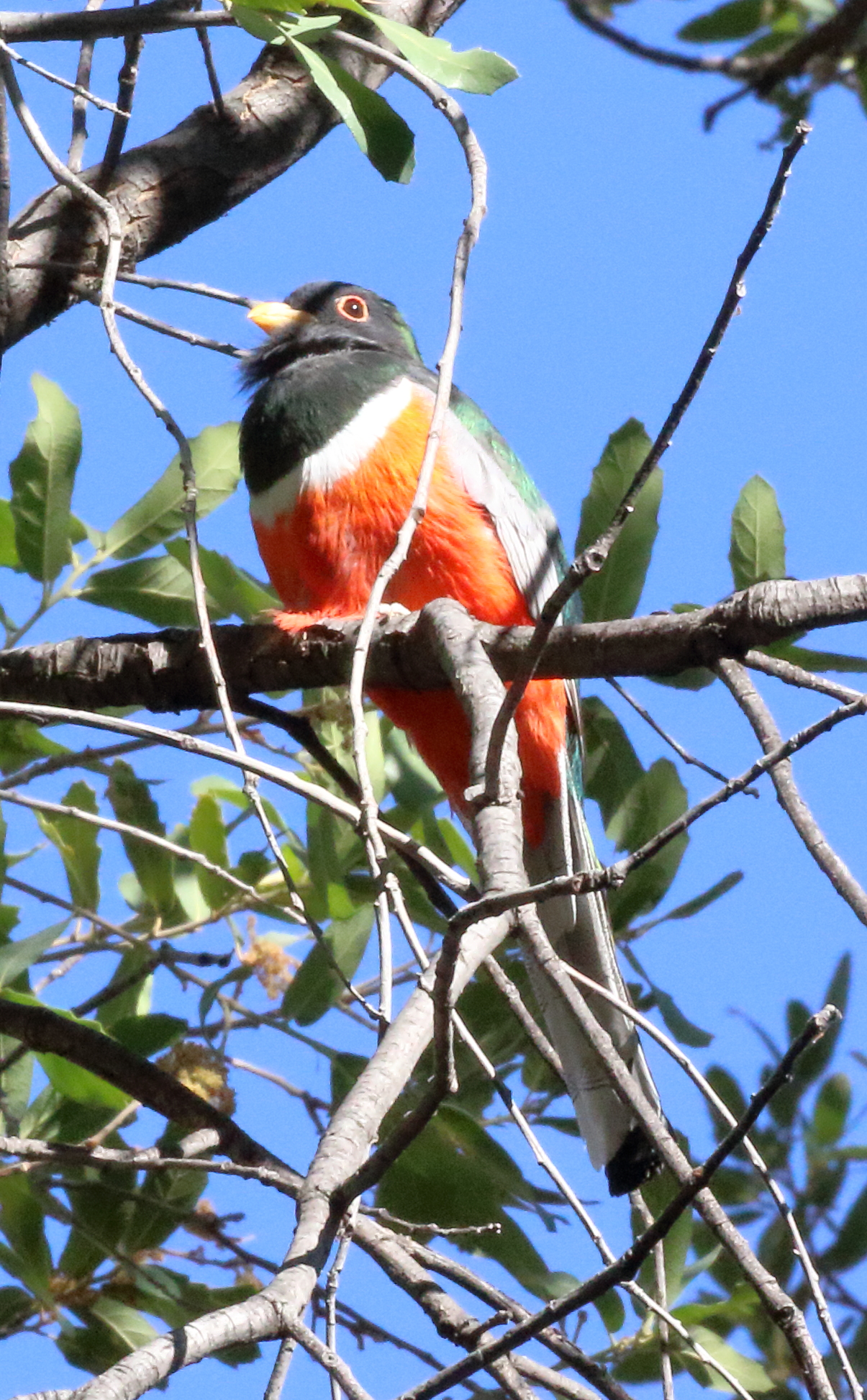 Counting Down Braden’s and Sneed’s Top 2022 Birds | FatherSonBirding