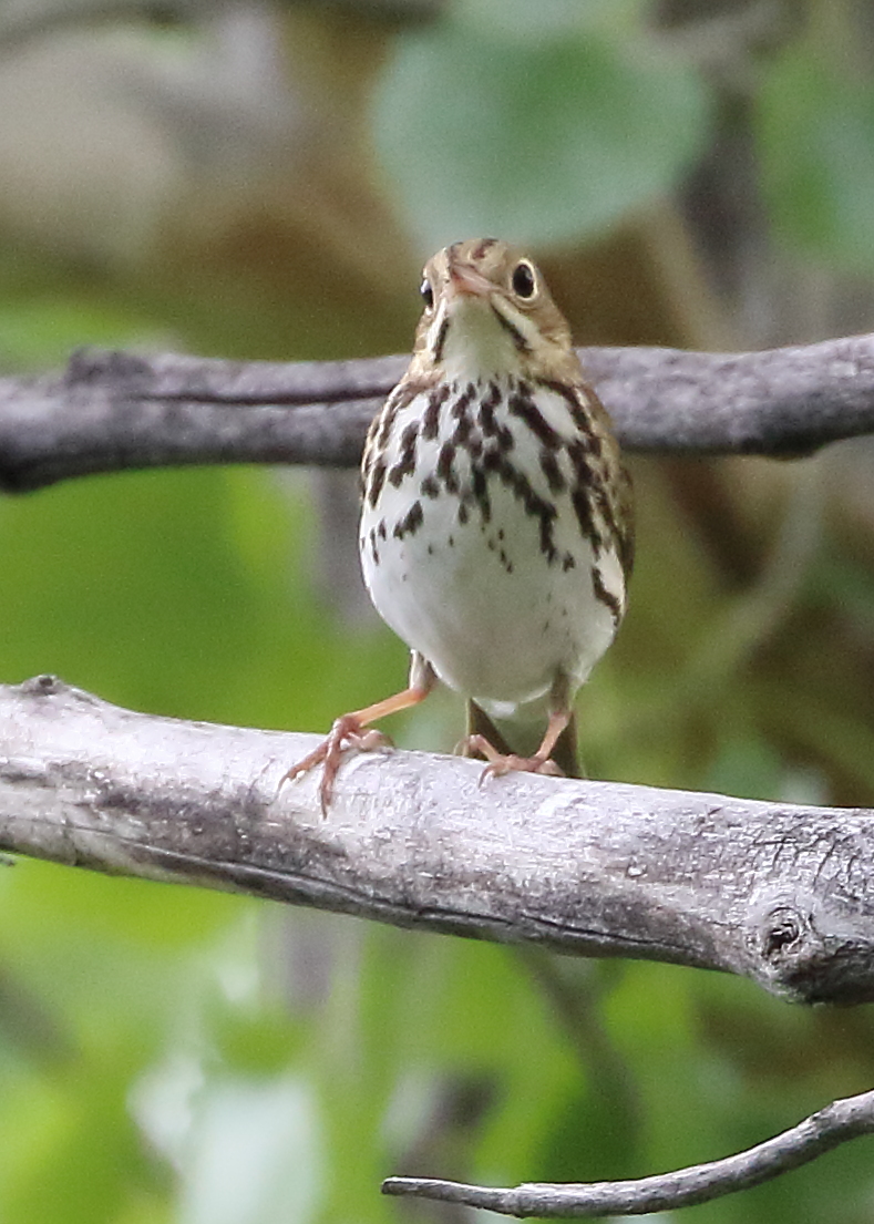 Billings’ Riverfront Park: Montana’s Premier Songbird Hotspot