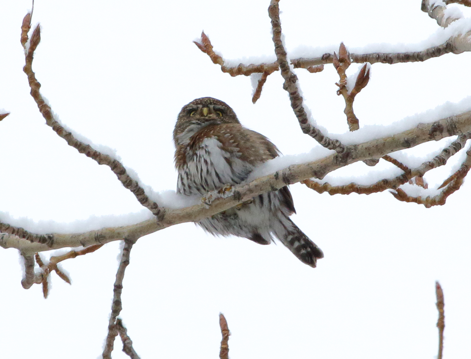 an-owl-a-day-fathersonbirding