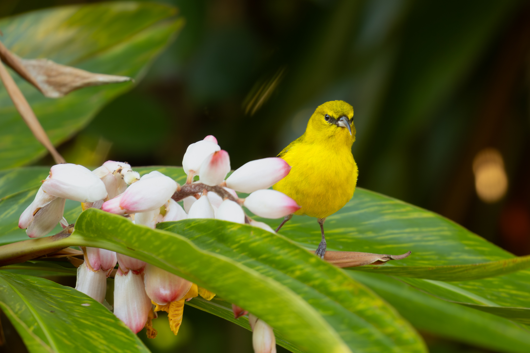 Birding Ohau: A Hawai’i Report from Roger Kohn | FatherSonBirding